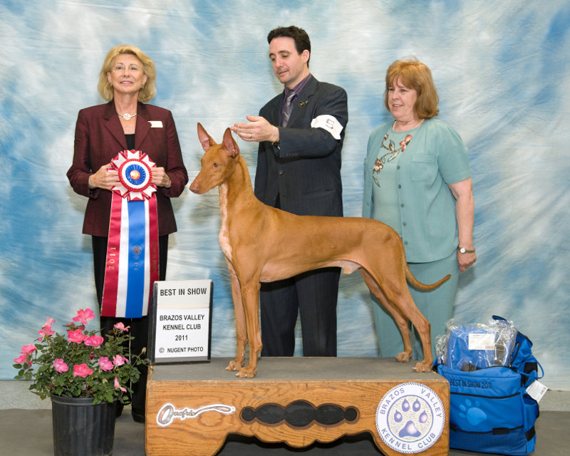 Sunday's Best in Show Winner Sunday's Best in Show Winner